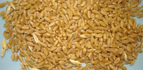Wheat, Broken Ratio : 1-3%