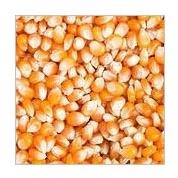Yellow maize seeds, Packaging Type : Bags