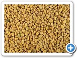 Fenugreek