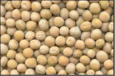 Whole Yellow Peas