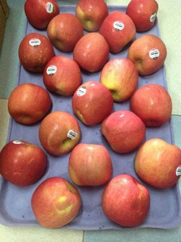 Apple, Usage/Application : Direct Consumption,Cooking, Baking