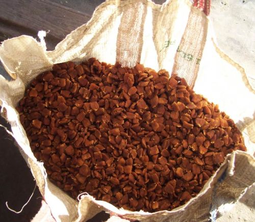 Dried Mahua Flower