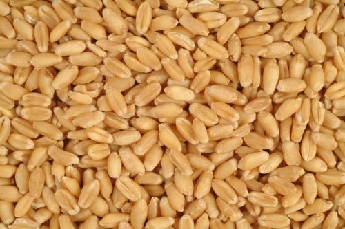 Wheat seeds, Number Of Flower : Sharbati