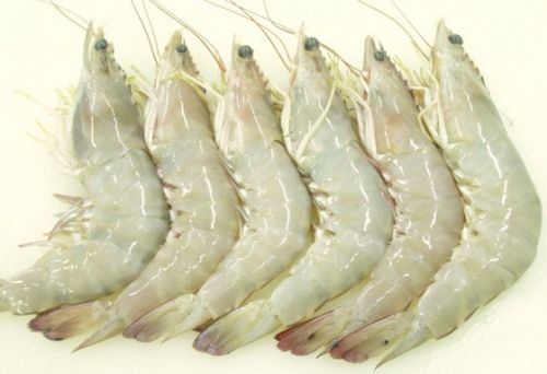 Shrimps, Variety : Vannamei Shripm