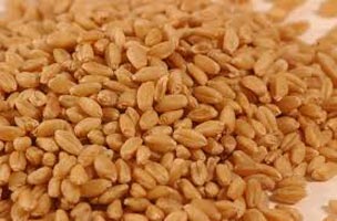 Wheat Seeds