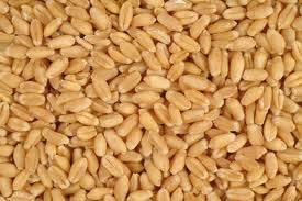 Organic Wheat Seeds, For Beverage, Flour, Purity : 99.9%