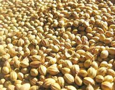 Coriander Seeds