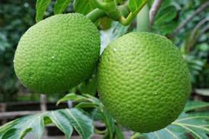 Breadfruit