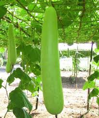 Fresh Bottle Gourd