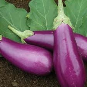 Fresh Brinjal