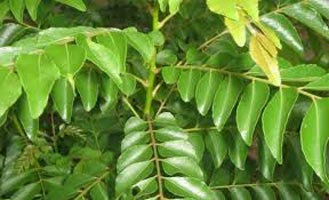 Fresh Curry Leaves