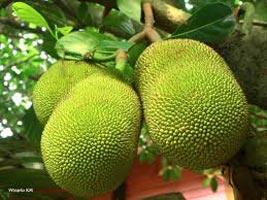 Fresh Jackfruit