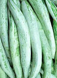 Fresh Snake Gourd