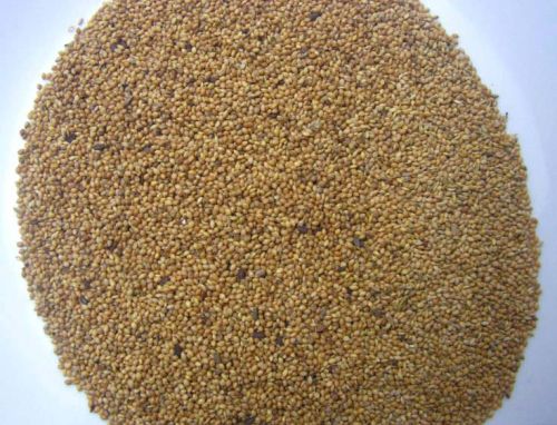 Foxtail Millet Seeds