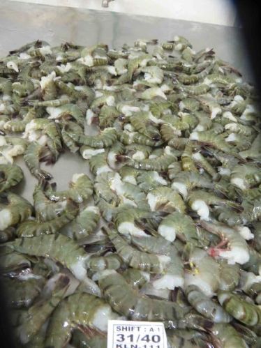 Frozen Black Tiger Shrimp, Certification : HACCP, ISO, BRC