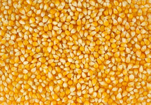Maize, Quality Available : A Grade