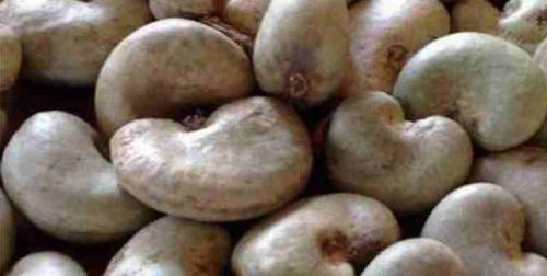 Dried Raw Cashew Nuts