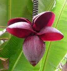 Banana Flower