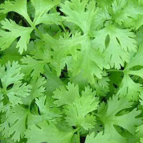 Fresh Coriander Leaves