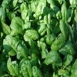 Fresh Spinach Leaves