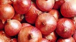 Red onion, Style : Natural