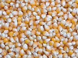 Yellow Maize Seeds