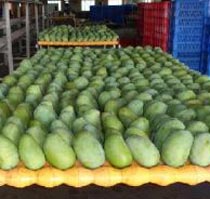 Fresh Kesar Mango