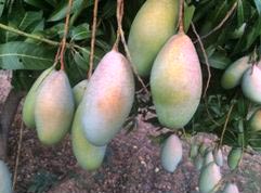 Fresh Totapuri Mango