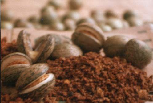 Dried Voacanga Seeds