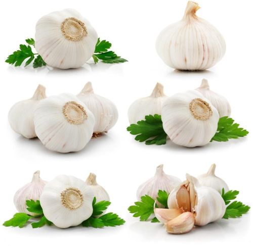 Fresh garlic, Brand Name : XS, Grade : Pure white