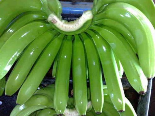 Fresh banana, Usage : Sweet