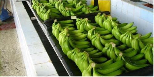 Green banana, Packaging Type : Crate - 10kg / 15kg