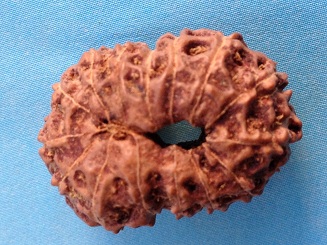 15 Mukhi Rudraksha Beads