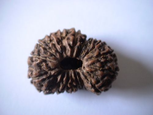 18 Mukhi Rudraksha Beads