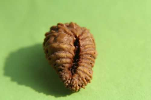 21 Mukhi Rudraksha Beads