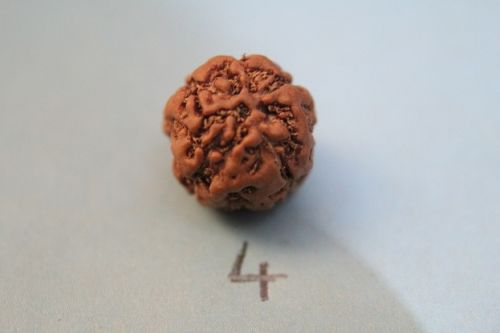 Four Mukhi Rudraksha Beads