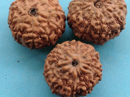 Nine Mukhi Rudraksha Beads
