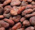 Cocoa beans, Number Of Flower : Food