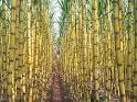 Sugarcane