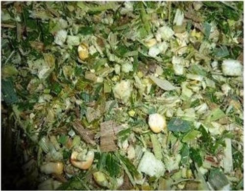Cow Feeding Corn Silage, Packaging Type : green - light yellow