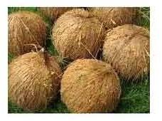 Coconut