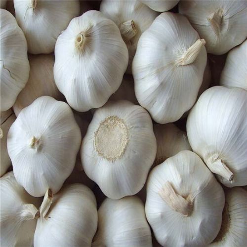 Fresh garlic, Feature : Moisture Proof, Gluten Free