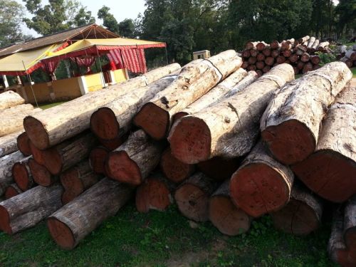 Teak Wood Log