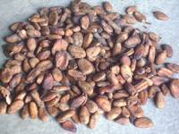 Cocoa beans, Material : Cocoa Beans