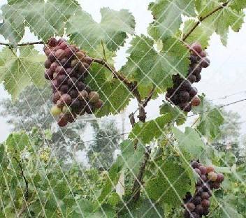 Anti bird net, Brand Name : AINING