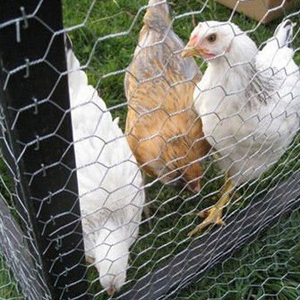 Chicken Mesh, Brand Name : AINING