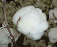 Raw cotton, Moisture Content : <8%