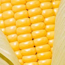 Yellow maize, Seed Type : Hybrid