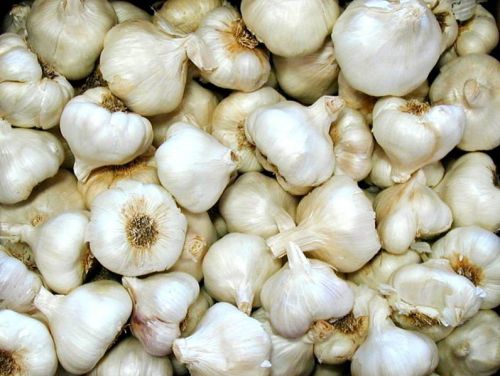 Common Fresh Garlic, For Cooking, Feature : Gluten Free, Moisture Proof