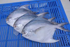 Pomfret Fish, For Cooking, Style : Fresh